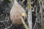 Vespa Velutina: un sol niu ?